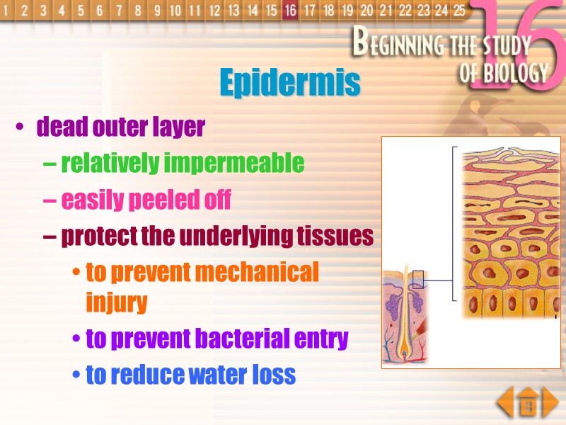 Epidermis dead outer layer relatively impermeable easily peeled off protect the underlying tissues to